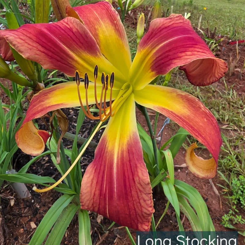Long Stocking from PlantFancyGardens, LLC