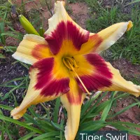 Tiger Swirl thumbnail