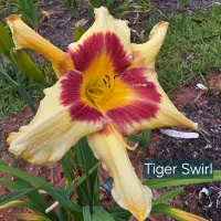 Tiger Swirl thumbnail