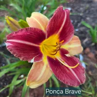 Ponca Brave thumbnail