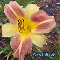 Ponca Brave thumbnail