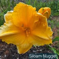 Siloam Nugget catalog image