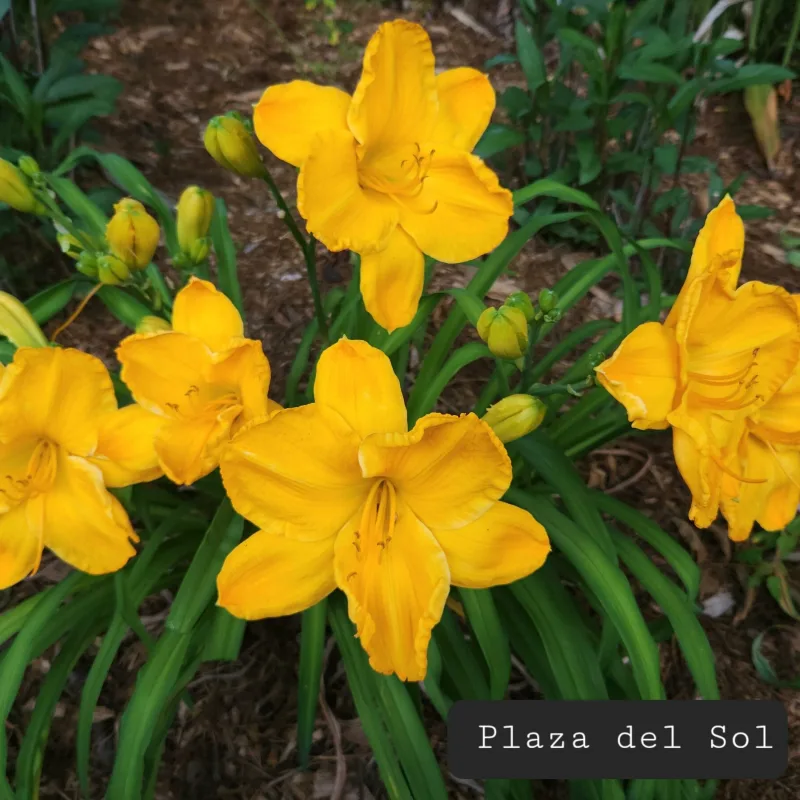 Plaza Del Sol daylily bloom