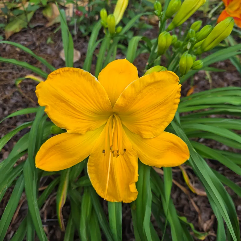 Plaza Del Sol from PlantFancyGardens, LLC