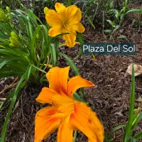 Plaza Del Sol thumbnail
