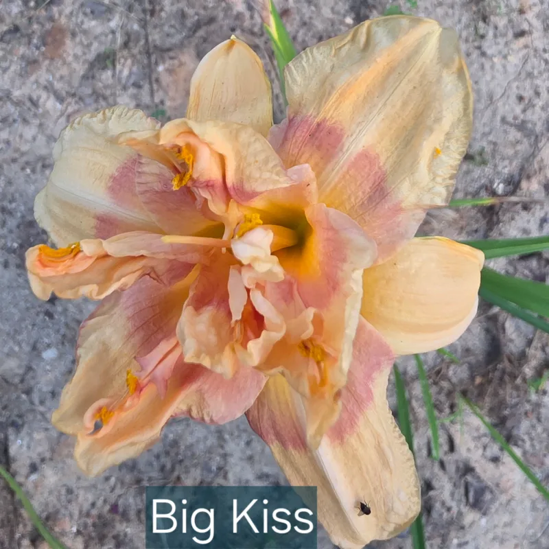 Big Kiss from PlantFancyGardens, LLC