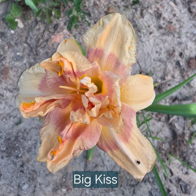 Big Kiss from PlantFancyGardens, LLC