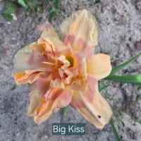 Big Kiss catalog image