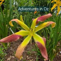 Adventures in Oz catalog image