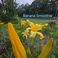 Banana Smoothie thumbnail