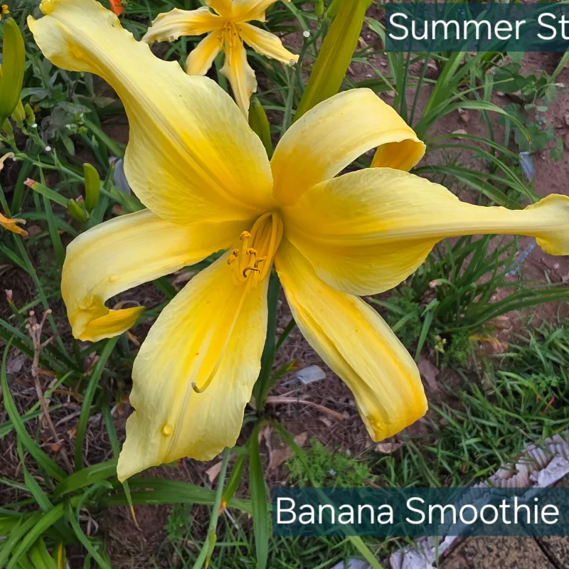 Banana Smoothie from PlantFancyGardens, LLC