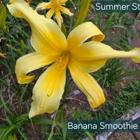 Banana Smoothie thumbnail