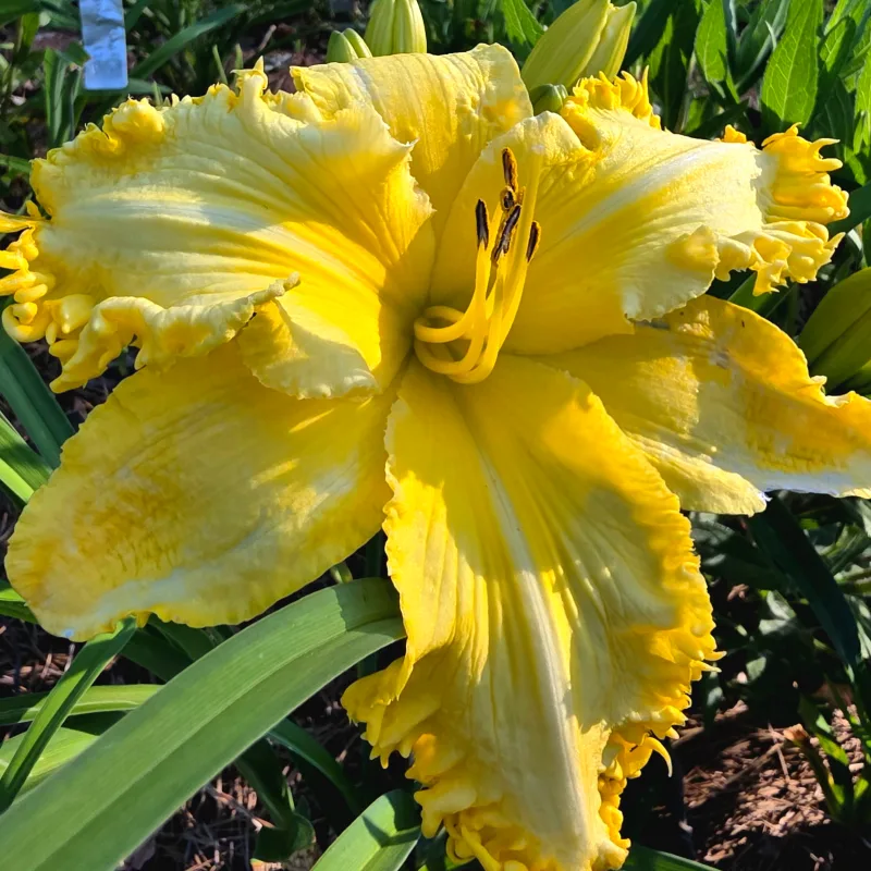 Sunny Badger from PlantFancyGardens, LLC