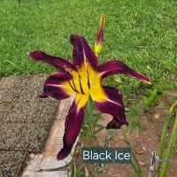 Black Ice thumbnail