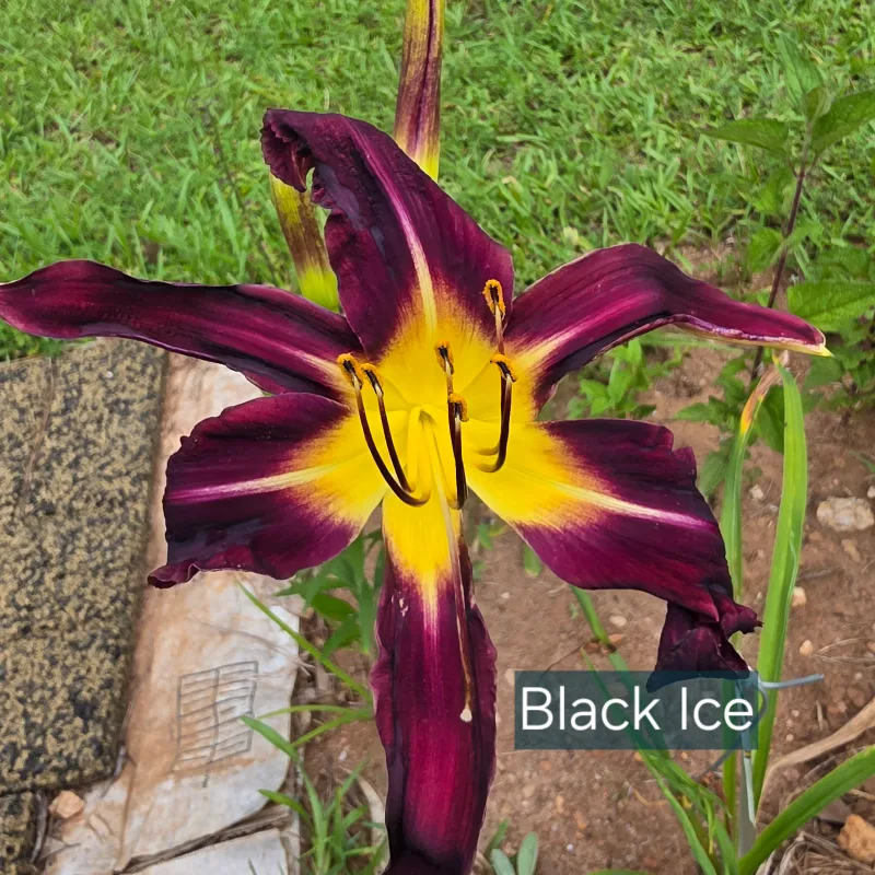 Black Ice from PlantFancyGardens, LLC