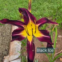 Black Ice thumbnail