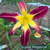 Scarlet Pimpernel catalog image