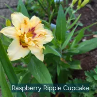 Raspberry Ripple Cupcake thumbnail
