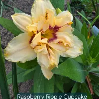 Raspberry Ripple Cupcake thumbnail