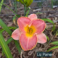 Liz Paine thumbnail