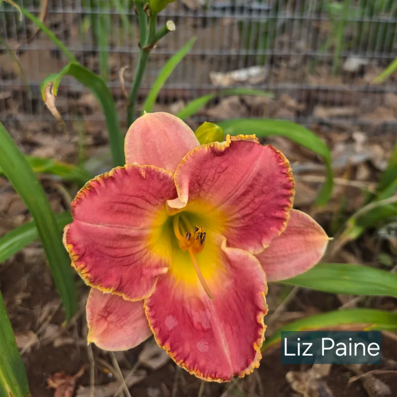 Liz Paine from PlantFancyGardens, LLC