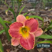 Liz Paine thumbnail