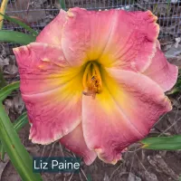 Liz Paine thumbnail