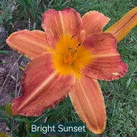 Bright Sunset thumbnail