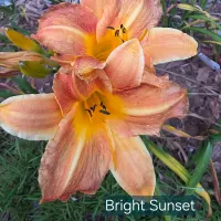 Bright Sunset thumbnail