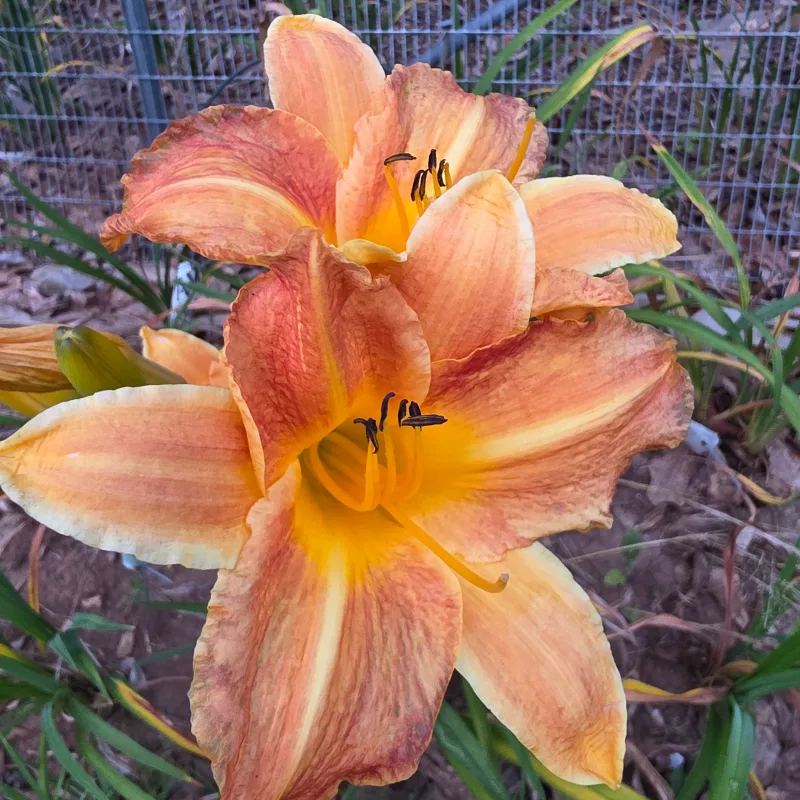 Bright Sunset from PlantFancyGardens, LLC