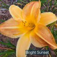 Bright Sunset thumbnail