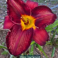 Illini Jackpot catalog image