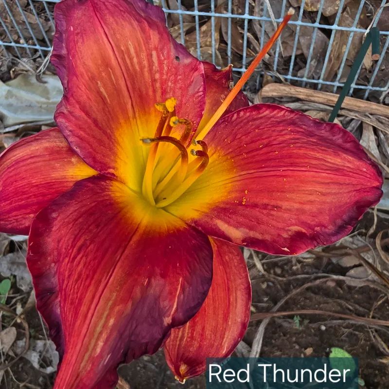 Red Thunder catalog image