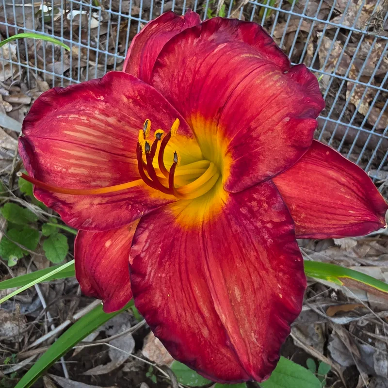 Red Thunder from PlantFancyGardens, LLC
