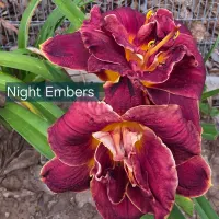 Night Embers catalog image