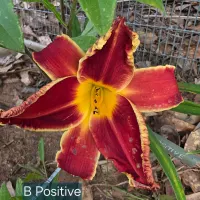 B Positive thumbnail