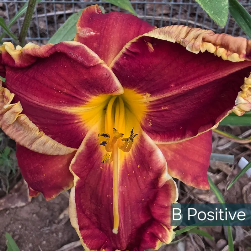B Positive from PlantFancyGardens, LLC