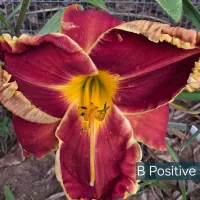 B Positive thumbnail