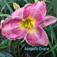 Abigail's Grace thumbnail