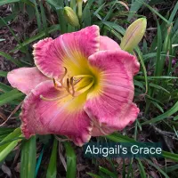 Abigail's Grace thumbnail