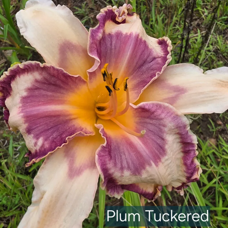 Plum Tuckered
