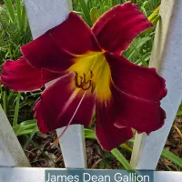 James Dean Gallion catalog image
