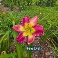 Fire Drill thumbnail