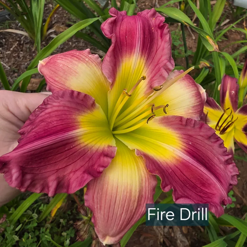 Fire Drill from PlantFancyGardens, LLC
