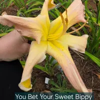 You Bet Your Sweet Bippy thumbnail