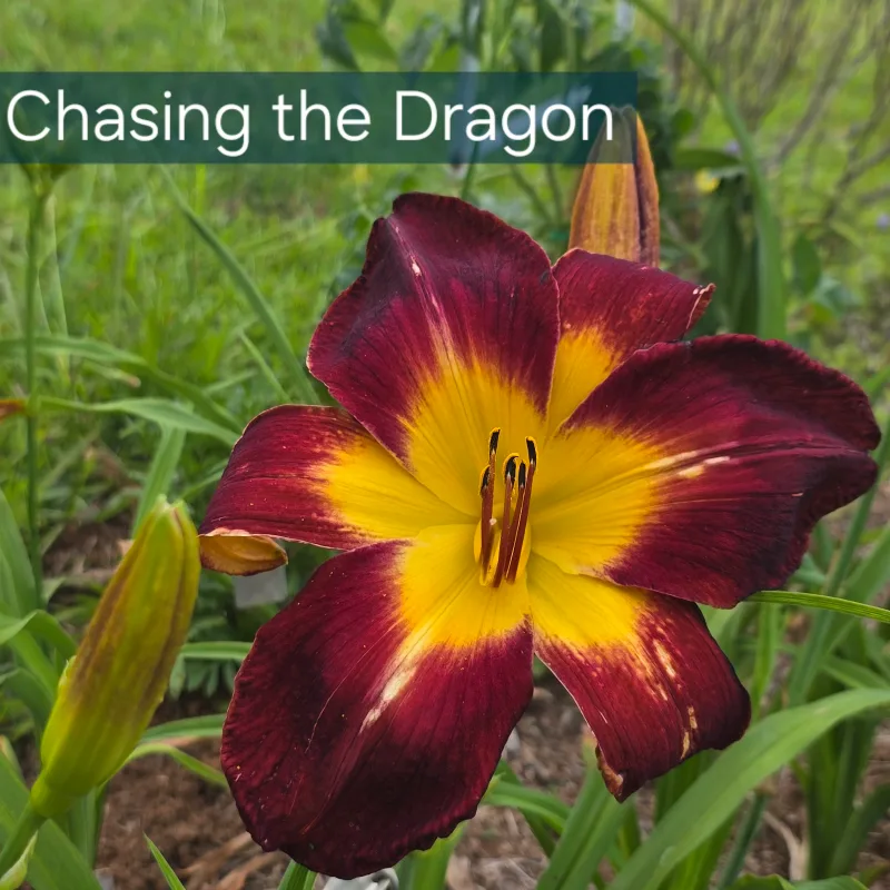 Chasing the Dragon