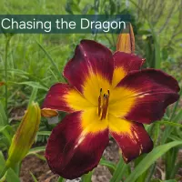 Chasing the Dragon thumbnail