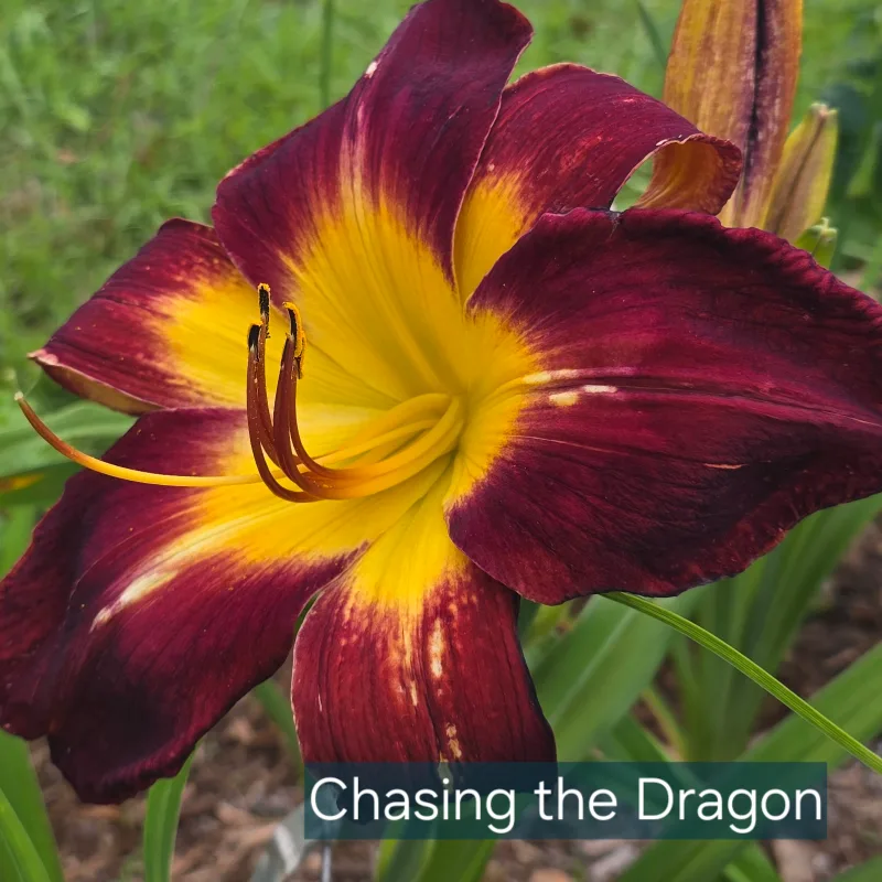 Chasing the Dragon from PlantFancyGardens, LLC