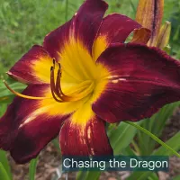 Chasing the Dragon thumbnail