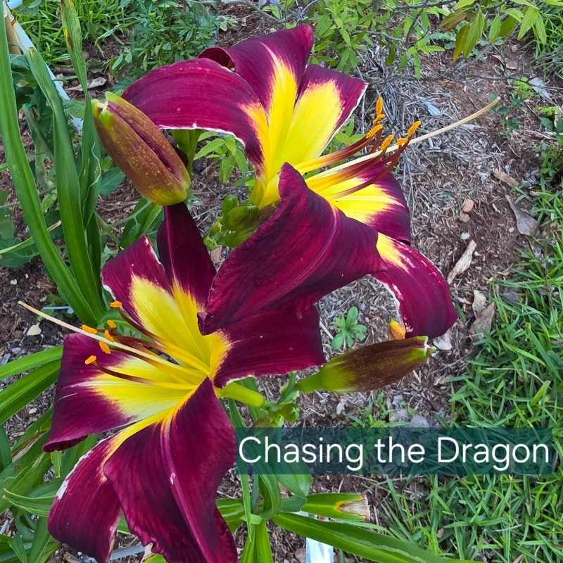 Chasing the Dragon from PlantFancyGardens, LLC